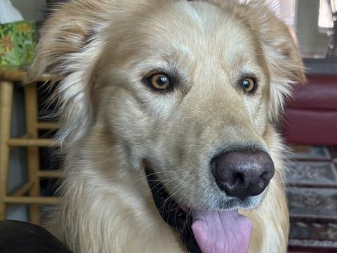Buddy, a rescue dog through IDGRR