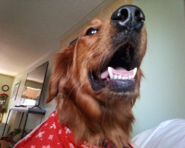 Sally, a rescue dog through IDGRR