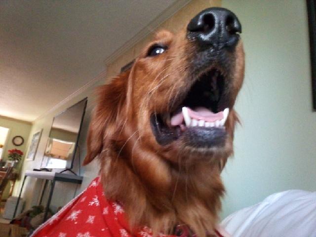 Sally, a rescue dog through IDGRR