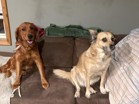 Sally, a rescue dog through IDGRR