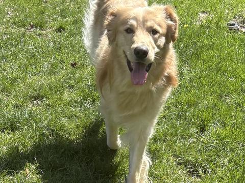 Buddy, a rescue dog through IDGRR