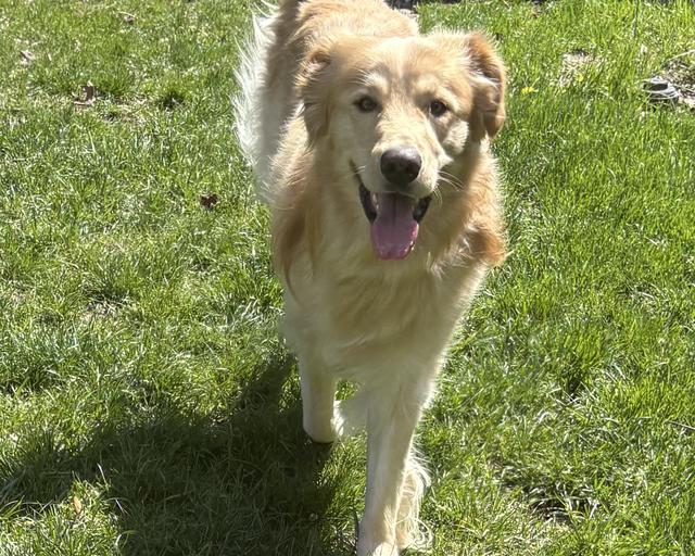 Buddy, a rescue dog through IDGRR