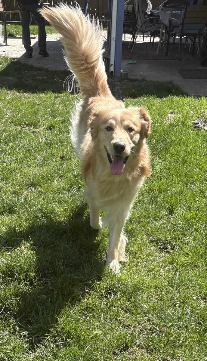 Buddy, a rescue dog through IDGRR