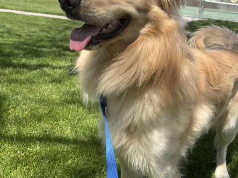 Buddy, a rescue dog through IDGRR