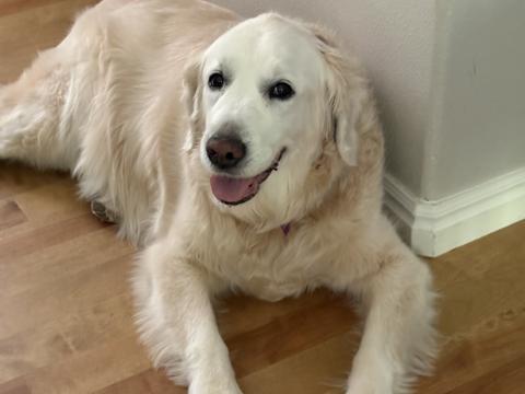 Rio, a rescue dog through IDGRR