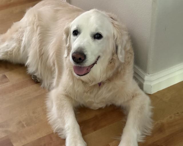 Rio, a rescue dog through IDGRR