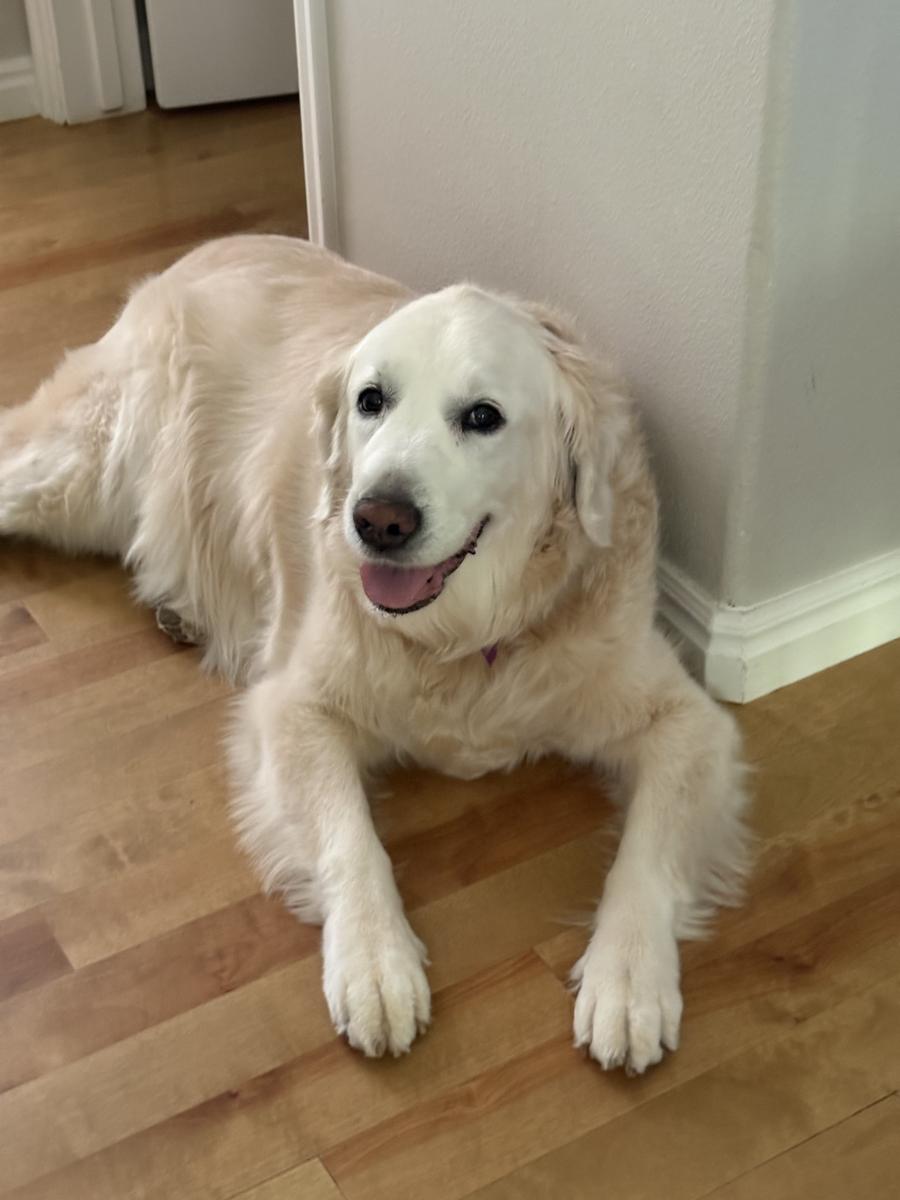 Rio, a rescue dog through IDGRR