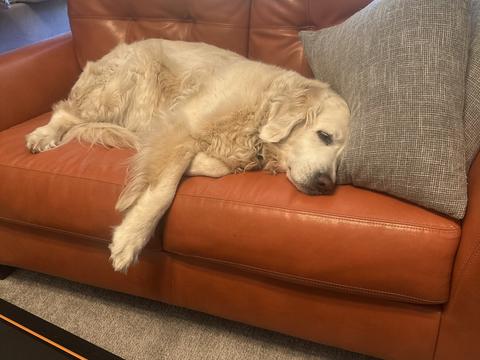 Rio, a rescue dog through IDGRR