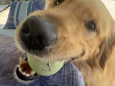 Rocket, a rescue dog through IDGRR