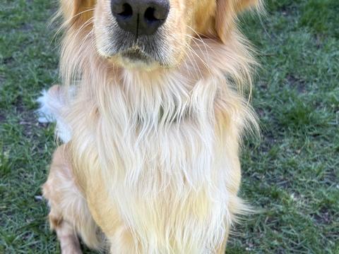 Rocket, a rescue dog through IDGRR