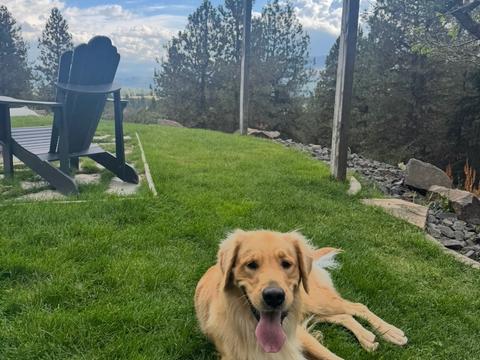 Rocket, a rescue dog through IDGRR
