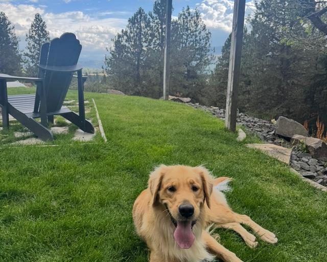 Rocket, a rescue dog through IDGRR