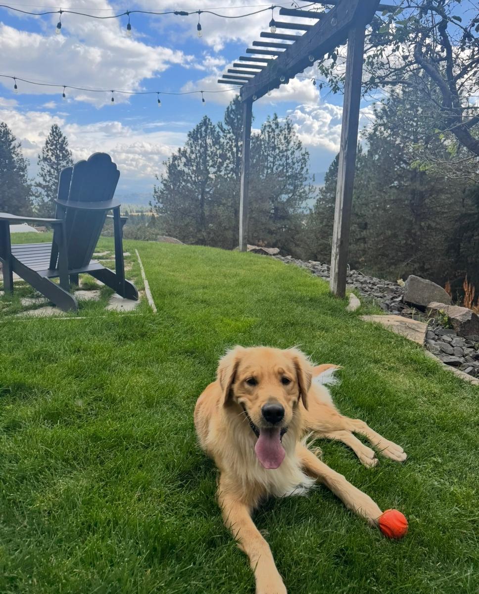 Rocket, a rescue dog through IDGRR
