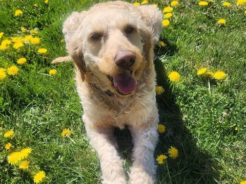 Goldie, a rescue dog through IDGRR