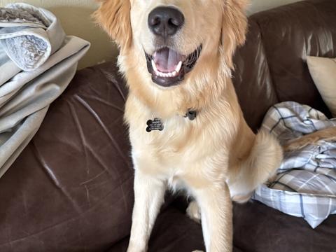 Dunkin’, a rescue dog through IDGRR