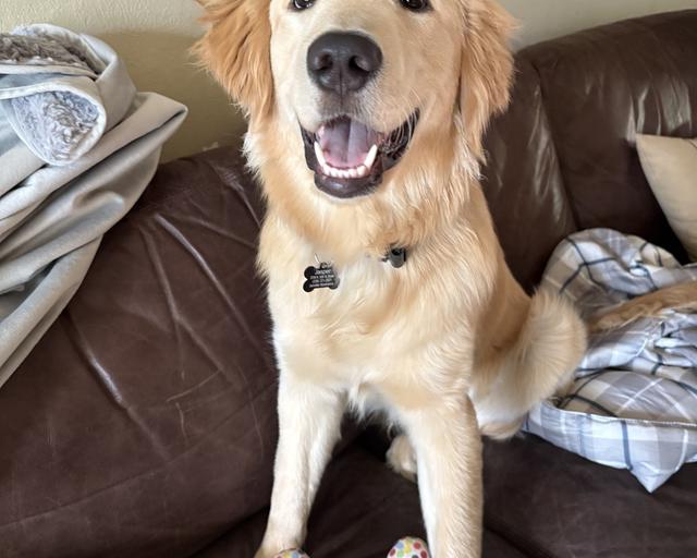 Dunkin’, a rescue dog through IDGRR