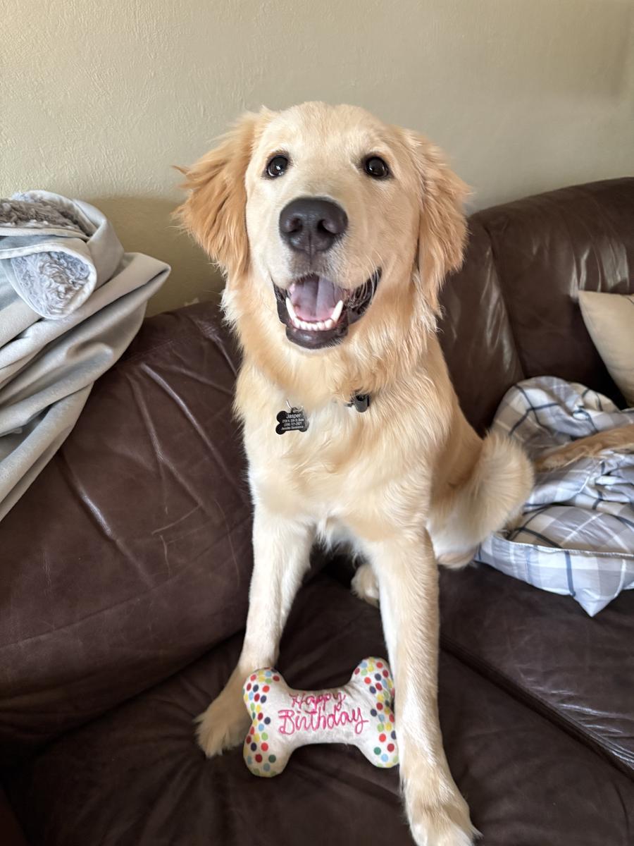 Dunkin’, a rescue dog through IDGRR