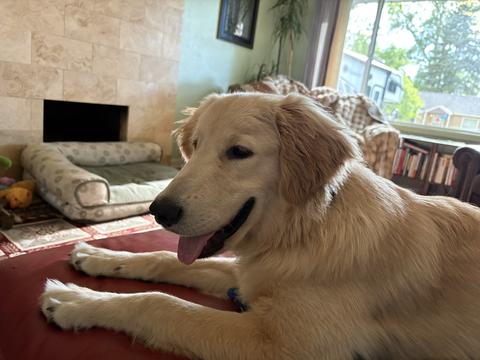 Dunkin’, a rescue dog through IDGRR