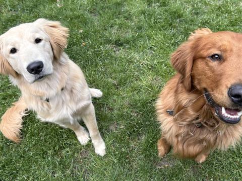 Dunkin’, a rescue dog through IDGRR