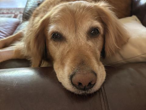 Josie, a rescue dog through IDGRR