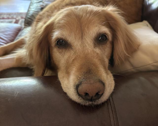 Josie, a rescue dog through IDGRR