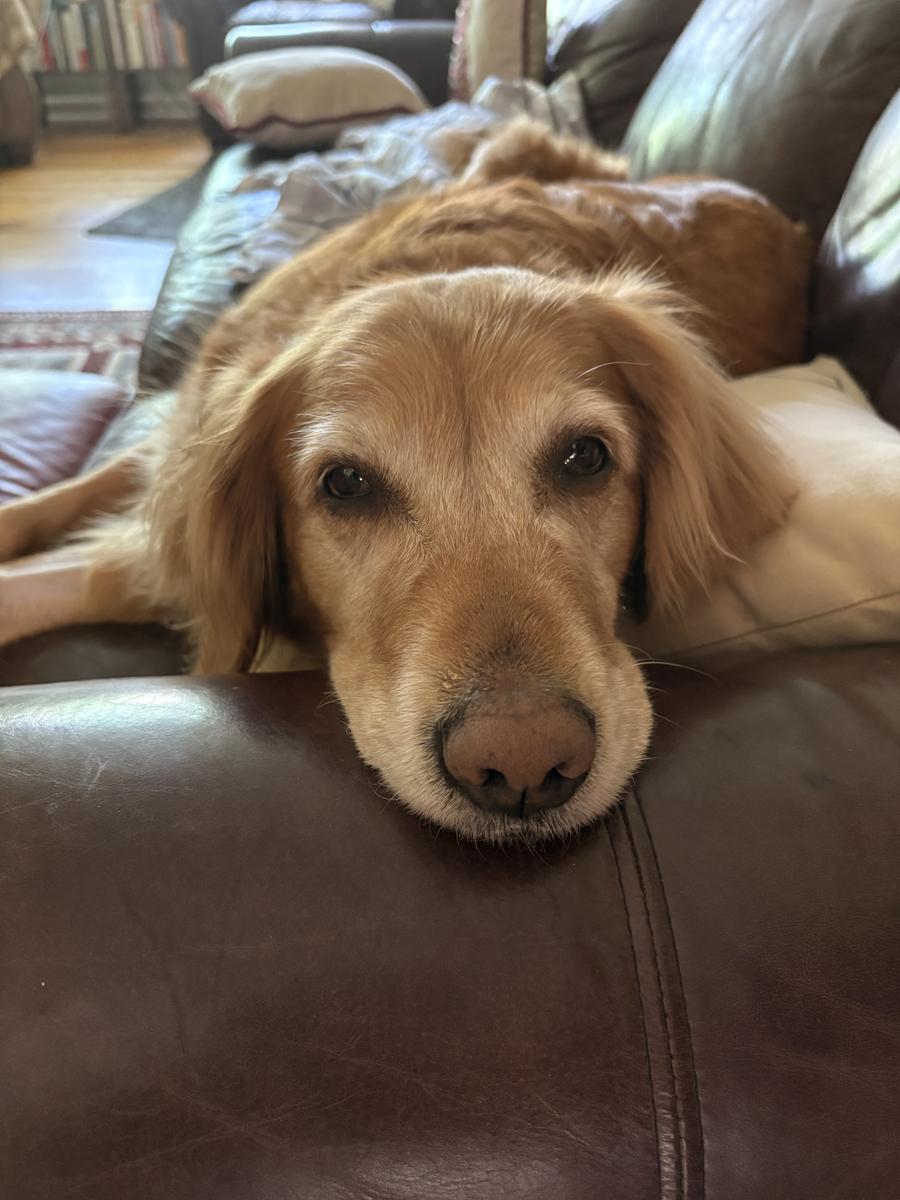 Josie, a rescue dog through IDGRR