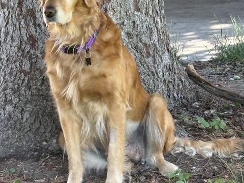 Josie, a rescue dog through IDGRR