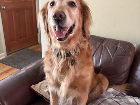 Josie, a rescue dog through IDGRR
