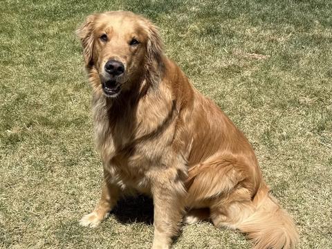 Nora, a rescue dog through IDGRR