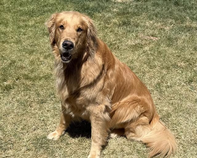 Nora, a rescue dog through IDGRR