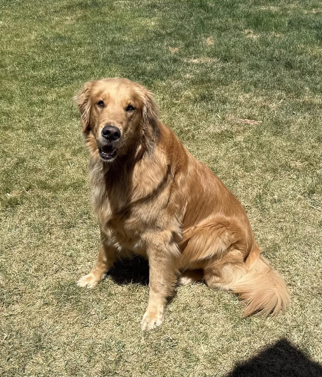 Nora, a rescue dog through IDGRR