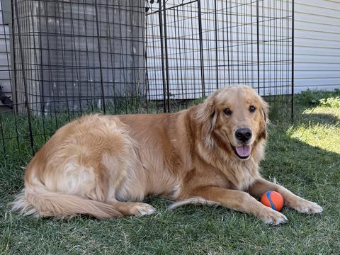 Nora, a rescue dog through IDGRR