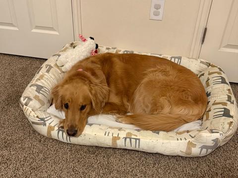 Nora, a rescue dog through IDGRR