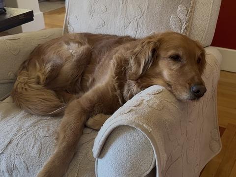 Lucy, a rescue dog through IDGRR