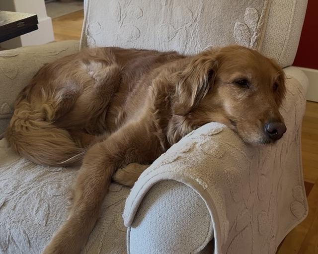 Lucy, a rescue dog through IDGRR