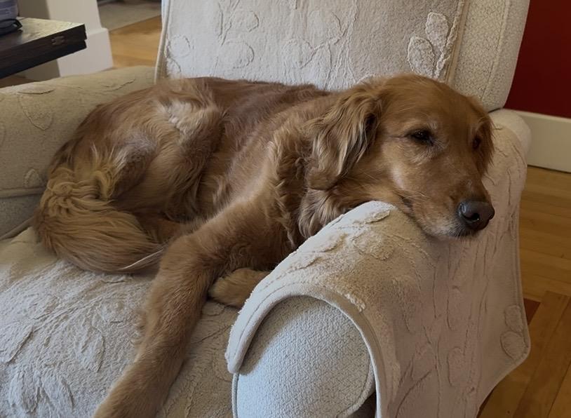 Lucy, a rescue dog through IDGRR