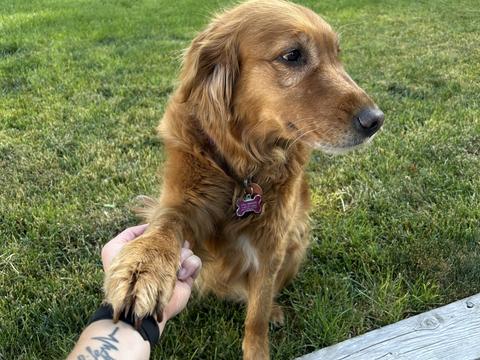 Lucy, a rescue dog through IDGRR