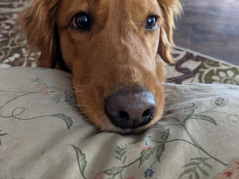 Lucy, a rescue dog through IDGRR