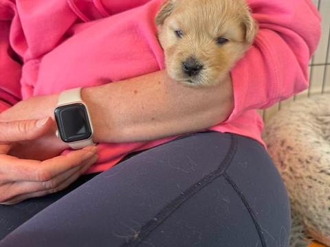 Polly Pocket, a rescue dog through IDGRR