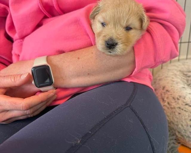 Polly Pocket, a rescue dog through IDGRR