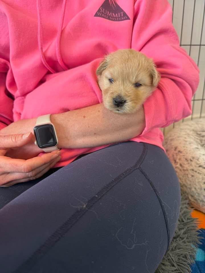Polly Pocket, a rescue dog through IDGRR