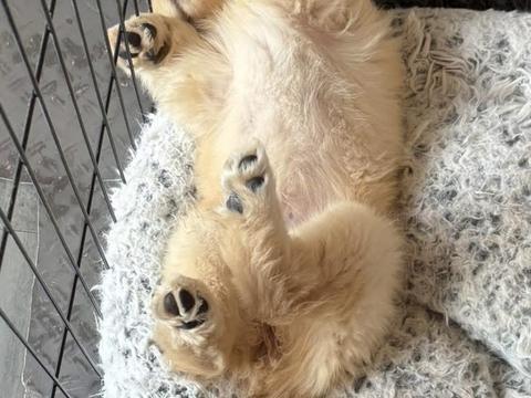 Polly Pocket, a rescue dog through IDGRR