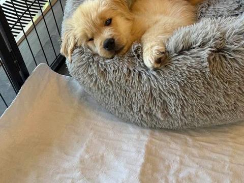 Polly Pocket, a rescue dog through IDGRR