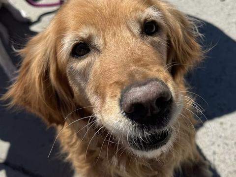 Sanza, a rescue dog through IDGRR