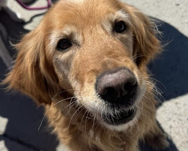 Sanza, a rescue dog through IDGRR