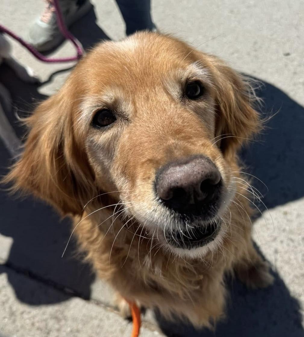 Sanza, a rescue dog through IDGRR