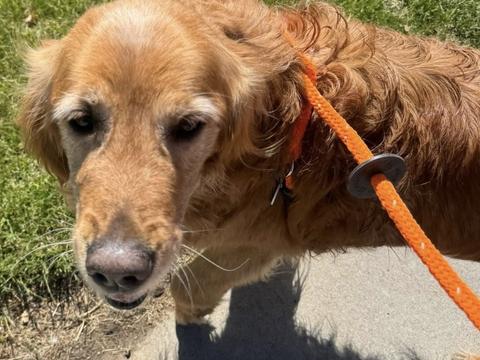 Sanza, a rescue dog through IDGRR