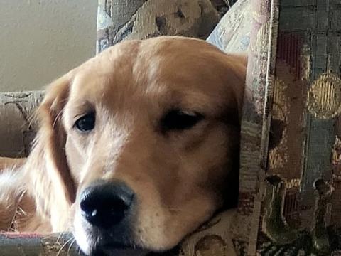 Eli, a rescue dog through IDGRR