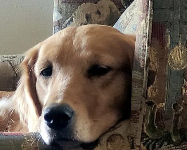 Eli, a rescue dog through IDGRR