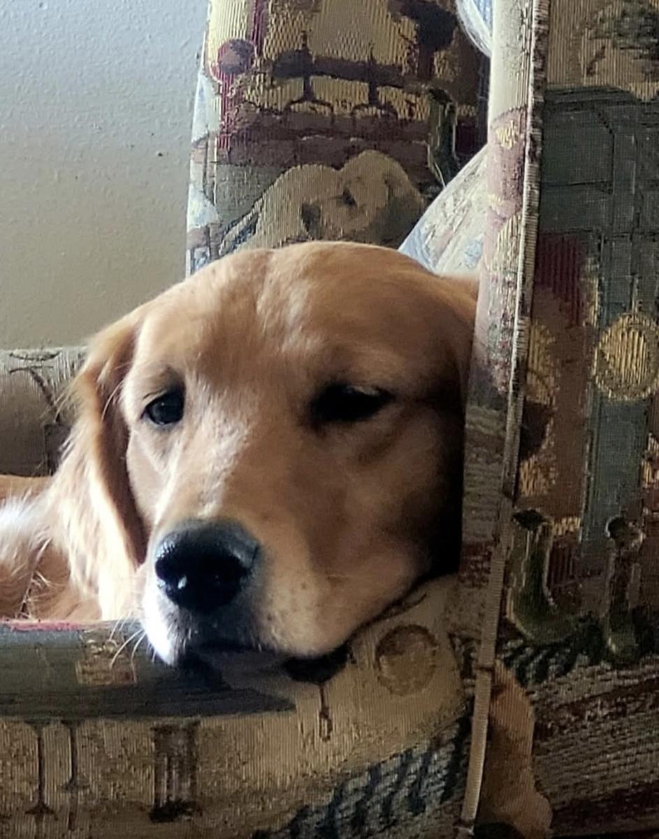 Eli, a rescue dog through IDGRR